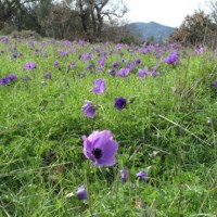 wild flowers of Crete